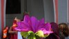 Image-10827